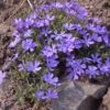 Violet Pinwheels Phlox -High Country Gardens Store phlox violet pinwheels 1