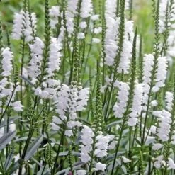 Crystal Peak White Obedient Plant 6 Crystal Peak White Obedient Plant -High Country Gardens Store physostegia virginiana crystal p