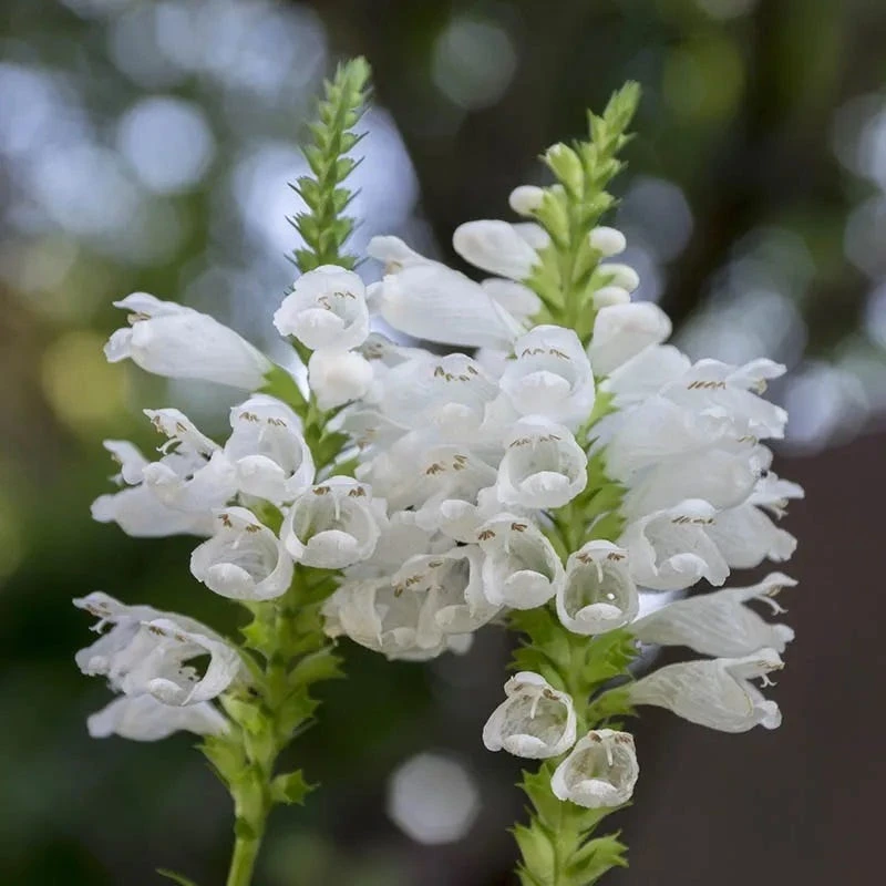 Crystal Peak White Obedient Plant 1 Crystal Peak White Obedient Plant