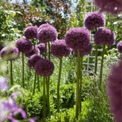 Pinball Wizard Allium -High Country Gardens Store pinball wizard allium 3