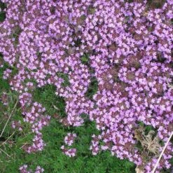 Pink Creeping Thyme -High Country Gardens Store pink creeping thyme