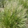 Pixie Fountain Tufted Hair Grass -High Country Gardens Store pixie fountain tufted hair grass