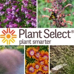 Plant Select® Waterwise Perennial Collection -High Country Gardens Store plant select waterwise perennial coll 10 25 24
