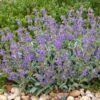 Platinum® Dwarf Silver Leaf Salvia 9 Platinum® Dwarf Silver Leaf Salvia -High Country Gardens Store platinum dwarf silver leaf salvia credit david winger plant select