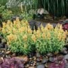 Poquito™ Butter Yellow Agastache 10 Poquito™ Butter Yellow Agastache -High Country Gardens Store poquito butter yellow agastache 1