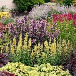 Poquito™ Butter Yellow Agastache -High Country Gardens Store poquito butter yellow agastache 2