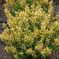 Poquito™ Butter Yellow Agastache -High Country Gardens Store poquito butter yellow agastache 3