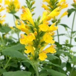 Poquito™ Butter Yellow Agastache -High Country Gardens Store poquito butter yellow agastache 4