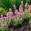 Poquito™ Lavender Agastache -High Country Gardens Store poquito lavender agastache garden