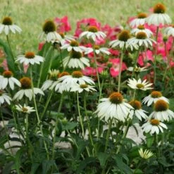 PowWow® White Echinacea 6 PowWow® White Echinacea -High Country Gardens Store pow wow white echinacea