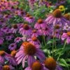 PowWow® Wild Berry Echinacea -High Country Gardens Store powwow berry echinacea 3