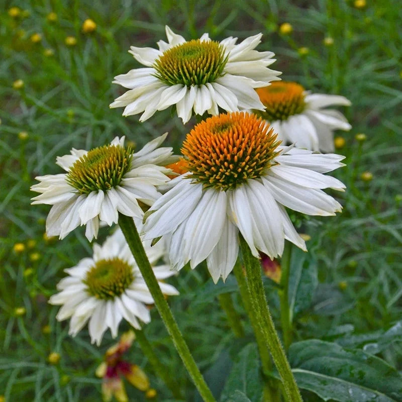 PowWow® White Echinacea 2 PowWow® White Echinacea - Image 2
