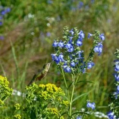 Prairie Salvia -High Country Gardens Store prairie salvia hummingbird