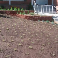 Prestige™ Buffalo Grass Plugs -High Country Gardens Store prestige just planted plugs close 1