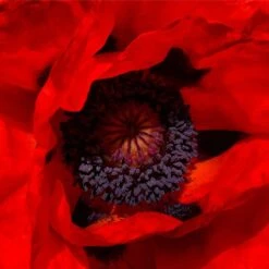 Prince Of Orange Oriental Poppy -High Country Gardens Store prince of orange poppy 3