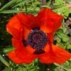 Prince Of Orange Oriental Poppy -High Country Gardens Store prince of orange poppy pr1