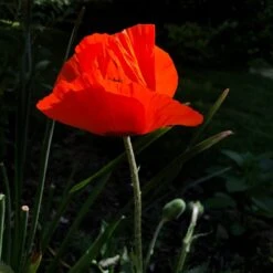 Prince Of Orange Oriental Poppy -High Country Gardens Store prince of orange poppy pr4