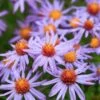 Professor Kippenberg New York Aster -High Country Gardens Store professor kippenberg aster