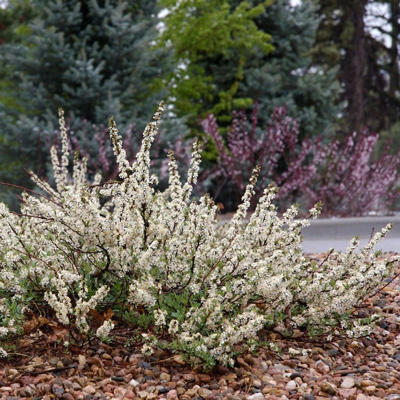 Pawnee Buttes® Sand Cherry (Prunus) 1 Pawnee Buttes® Sand Cherry (Prunus)