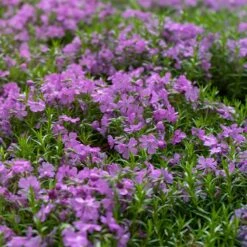 Purple Beauty Creeping Phlox -High Country Gardens Store purple beauty creeping phlox groundcover 1