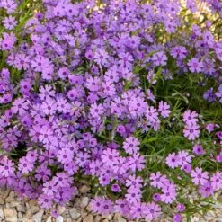 Purple Beauty Creeping Phlox -High Country Gardens Store purple beauty creeping phlox rock garden