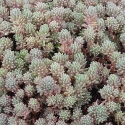 Succulent Groundcover Collection -High Country Gardens Store purple form creeping sedum hispanicum creeping