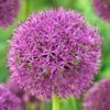 Purple Suze Allium -High Country Gardens Store purple suze allium fall flower bulb