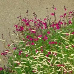 Raspberry Delight® Salvia -High Country Gardens Store rasberry delight hybrid bush sage withornamentalgrass 1