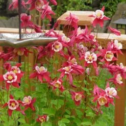 Red Hobbit Columbine -High Country Gardens Store red hobbit sq 1