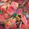 Gro-Low Sumac (Rhus) -High Country Gardens Store rhus aromatica gro low