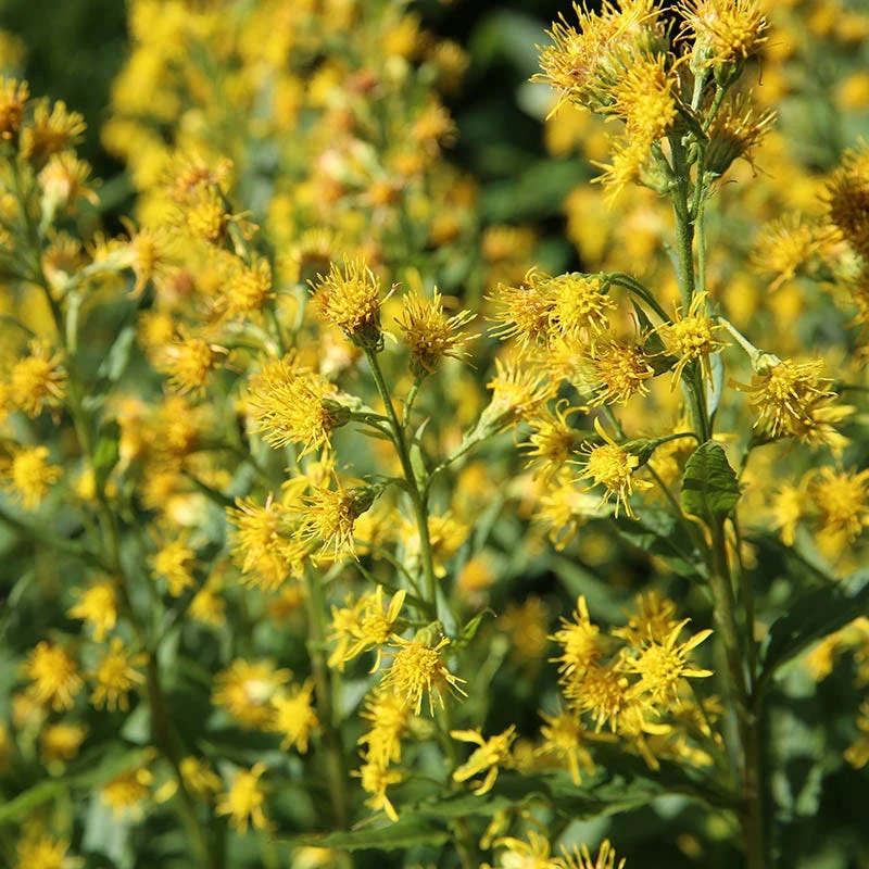 Rocky Mountain Goldenrod (Solidago) 1 Rocky Mountain Goldenrod (Solidago)