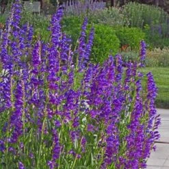Colorado Perennial Collection -High Country Gardens Store rocky mountain penstemon strictus