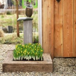 Romance Crocus -High Country Gardens Store romance crocus 5