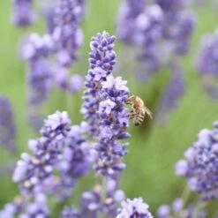 Royal Velvet English Lavender -High Country Gardens Store royal velvet english lavender bee