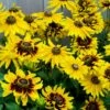 Denver Daisy Black Eyed Susan -High Country Gardens Store rudbeckia denver daisy 1