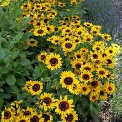 Denver Daisy Black Eyed Susan -High Country Gardens Store rudbeckia denver daisy 3