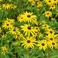 Butterfly Paradise Pre-Planned Cottage Garden -High Country Gardens Store rudbeckia fulgida goldsturm yellow blooms