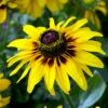 FireSmart Collection - Zone 2 3 FireSmart Collection - Zone 2 -High Country Gardens Store rudbeckia hirta black eyed susan denver daisy