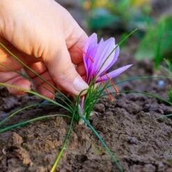 Saffron Crocus -High Country Gardens Store saffron crocus 4 1