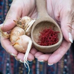 Saffron Crocus -High Country Gardens Store saffron crocus 5