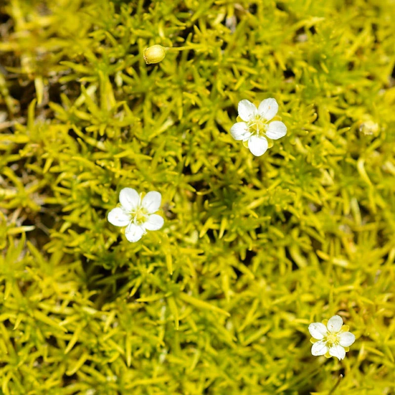 Scotch Moss (Sagina) 1 Scotch Moss (Sagina)