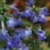 Prairie Salvia -High Country Gardens Store salvia azurea 84700 01 2