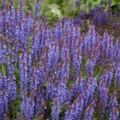 Blue Hill Salvia 7 Blue Hill Salvia -High Country Gardens Store salvia blue hill sage vami04296