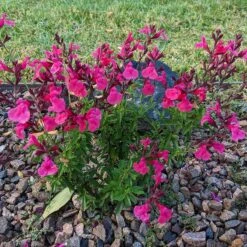 Cold Hardy Pink Texas Salvia 6 Cold Hardy Pink Texas Salvia -High Country Gardens Store salvia greggii 2
