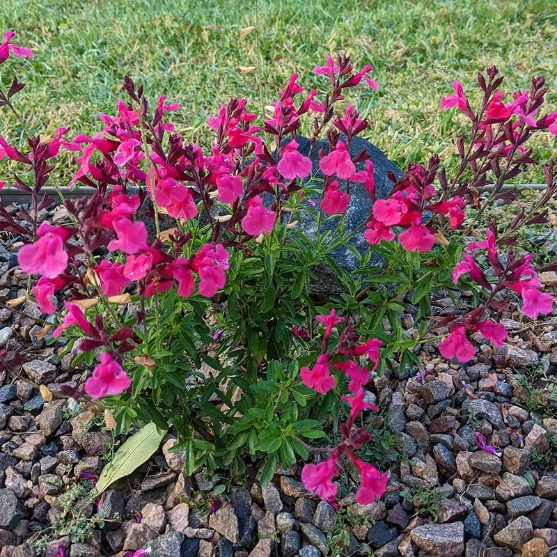 Cold Hardy Pink Texas Salvia 3 Cold Hardy Pink Texas Salvia - Image 3