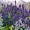 Marcus Dwarf Blue Salvia -High Country Gardens Store salvia marcus emmis oure cropped