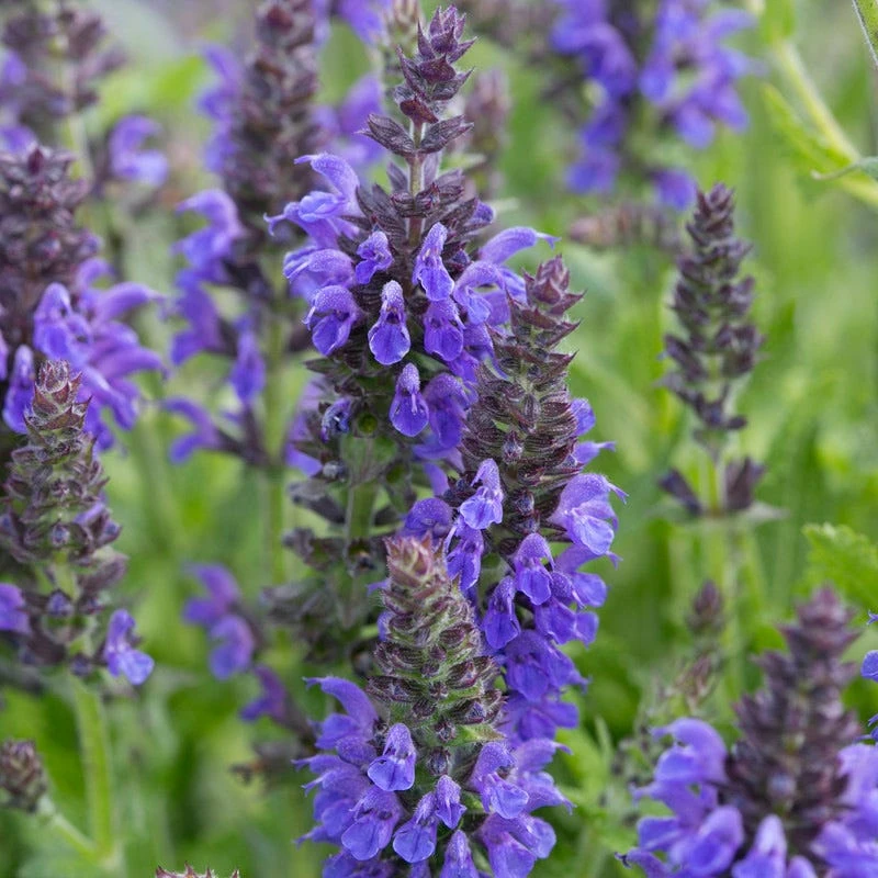Marcus Dwarf Blue Salvia 2 Marcus Dwarf Blue Salvia - Image 2