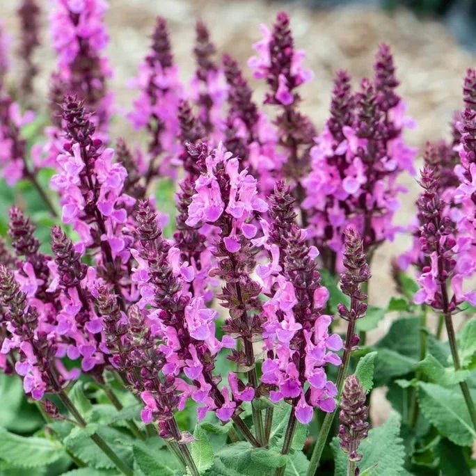 Rose Marvel Salvia 1 Rose Marvel Salvia