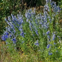 Prairie Salvia -High Country Gardens Store salvia azurea chatfield cropped