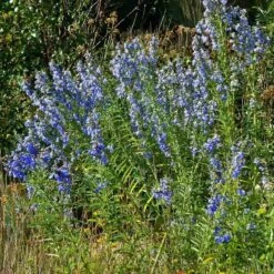 Salvia Collection 8 Salvia Collection -High Country Gardens Store salvia azurea chatfield cropped 4